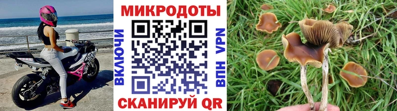 Купить закладки  Шумерля  Галлюциногенные грибы GOLDEN TEACHER 